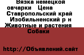 Вязка немецкой овчарки › Цена ­ 6 000 - Ставропольский край, Изобильненский р-н Животные и растения » Собаки   